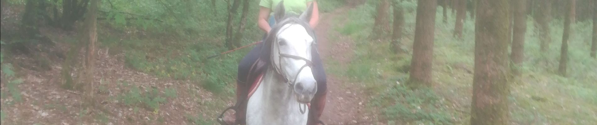 Trail Horseback riding Ciney - 20190531 - Photo