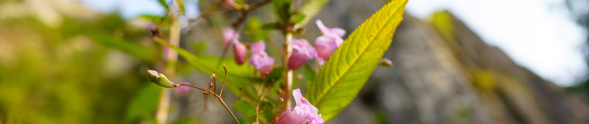 Trail Walking Hotton - Promenade Hotton - 9- Fond des Trottes - Photo