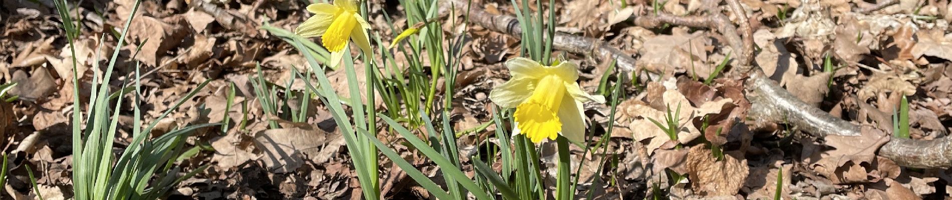 Trail Walking Nivelles - BE-Nivelles - Promenade des Tchambourées (courte) - Photo