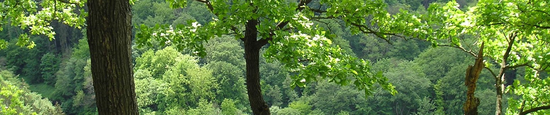 Tour Zu Fuß Thale - Harzklub-Weg 38A - Photo