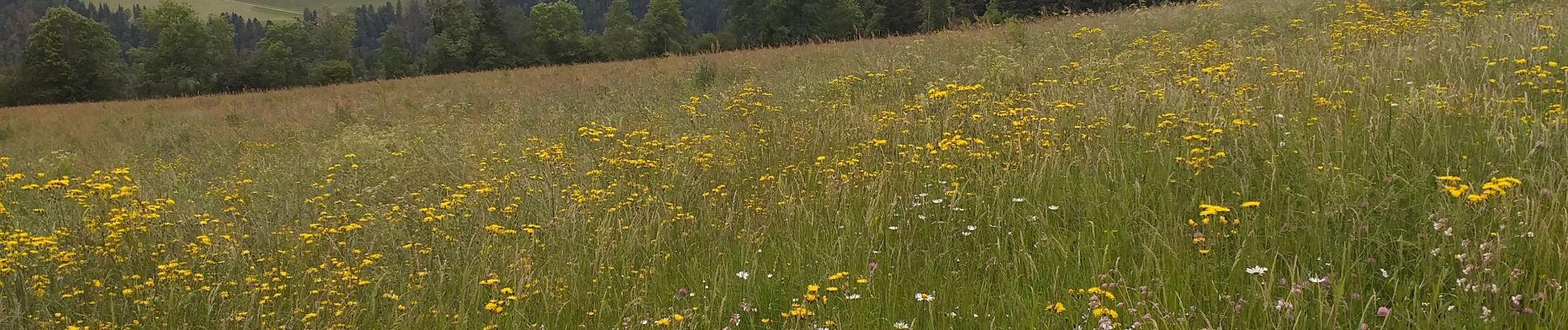 Randonnée Marche Villers-le-Lac - Le Pisoux - Photo