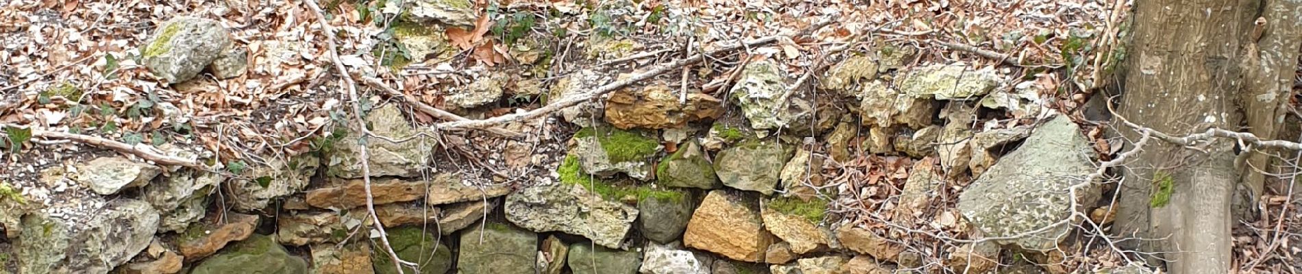 Trail Walking Fontainebleau - Table du Roi SR120223 PM 280321 FG - Photo