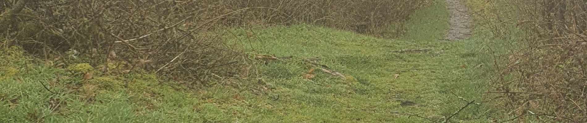 Tocht Stappen Husseren-Wesserling - nouveau  sentier  - Photo