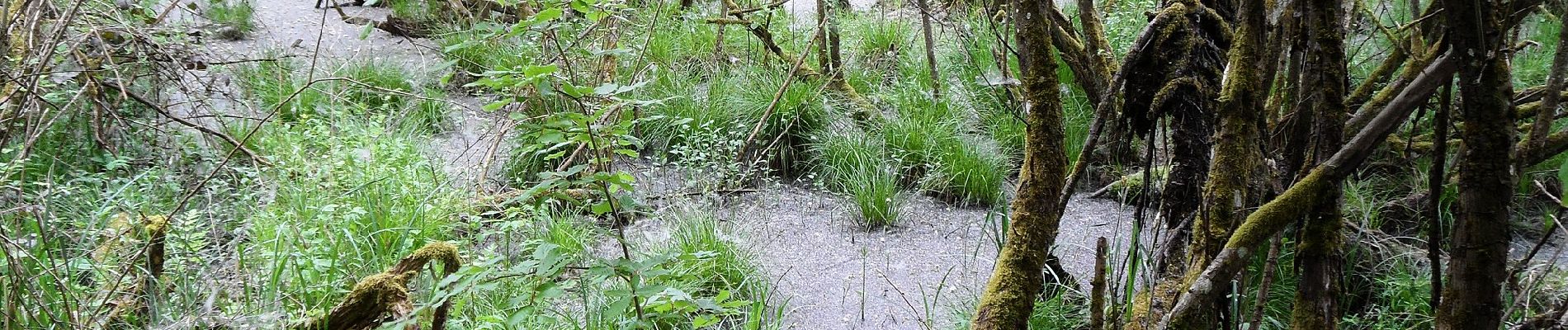 Randonnée A pied Rodenbach - Mühlenweg - Photo