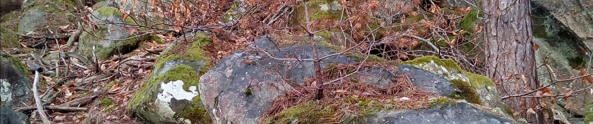Trail Walking Fontainebleau - Un merle sur son mont - Photo
