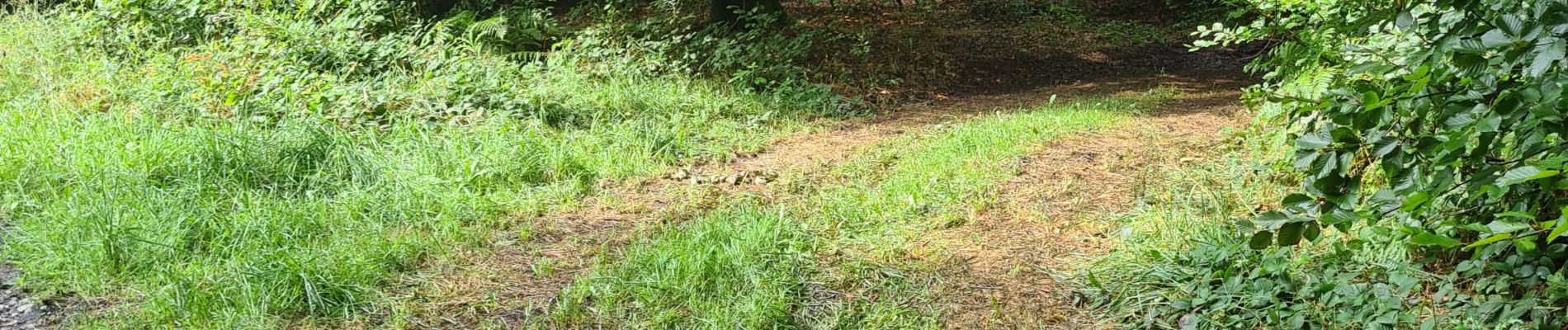 Tocht Stappen Paliseul - Boucle bois Neuvi, la grotte de Nollevaux, La Plaide - Photo