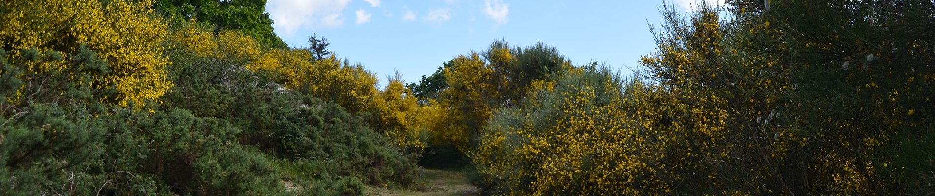 Tour Zu Fuß Bico e Cristelo - Trilho do Corno de Bico - Photo