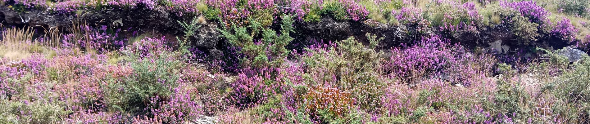 Tocht Stappen Mendionde - mont Baigura - Photo