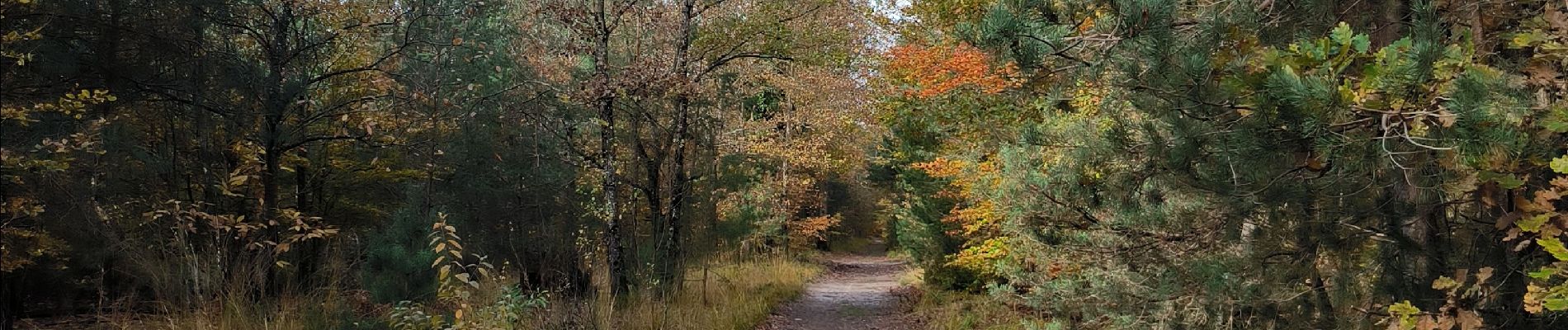 Trail Walking Fontainebleau - Croix de Toulouse 10 octobre 2023 - Photo