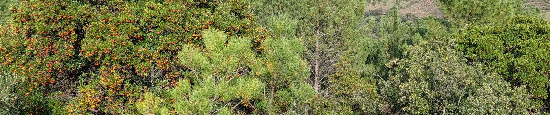 Trail Walking Prades-sur-Vernazobre - Prades-Broutelade  - Photo