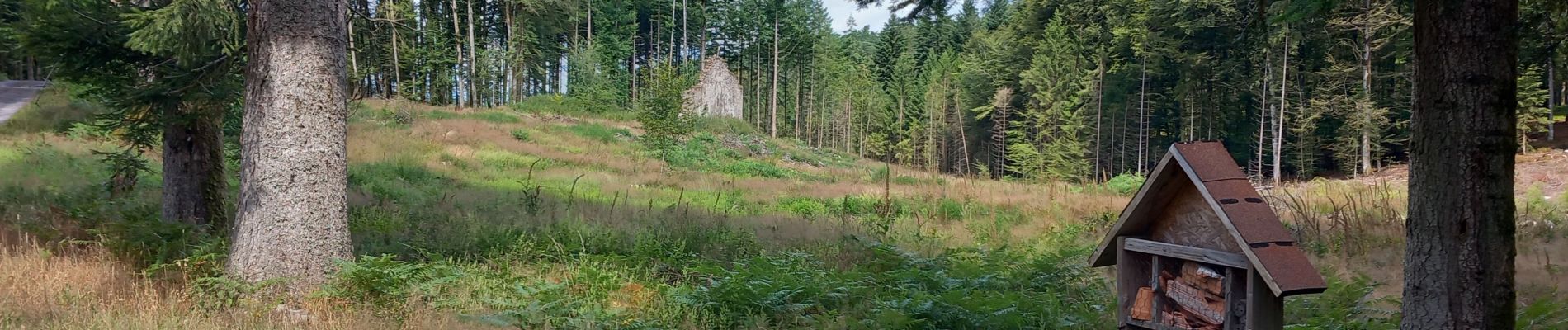 Tour Wandern Raon-aux-Bois - raon aux bois anniversaire Président  - Photo