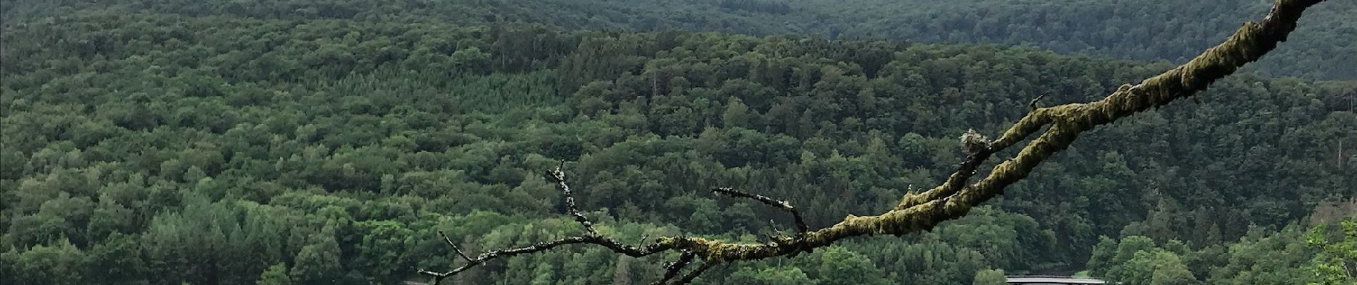 Excursión Senderismo Herbeumont - RSIH - Herbeumont - Le Faité - Photo