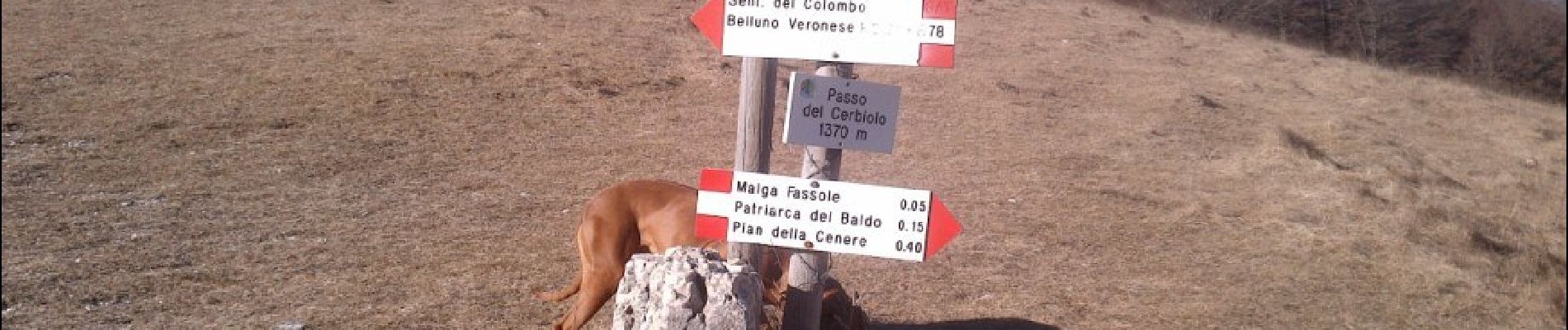 Tocht Te voet Brentino Belluno - Belluno Veronese - Passo del Cerbiolo - Photo