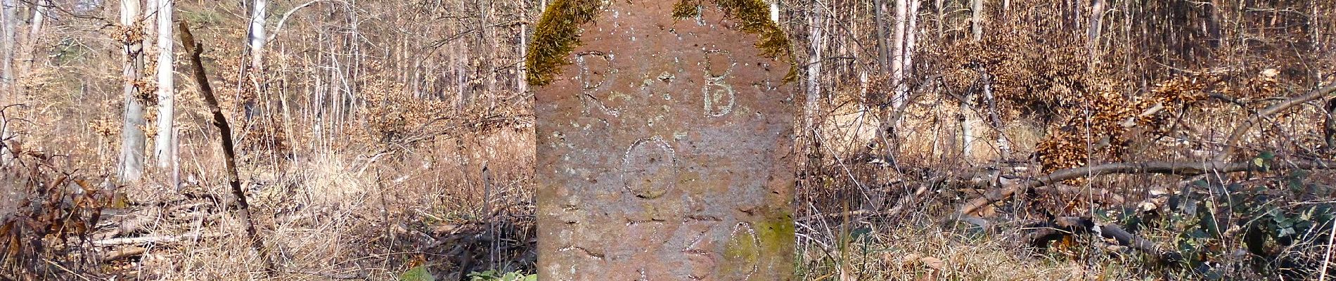 Tocht Te voet Rodenbach - Rodenbach - Rundwanderweg Eichhörnchen - Photo