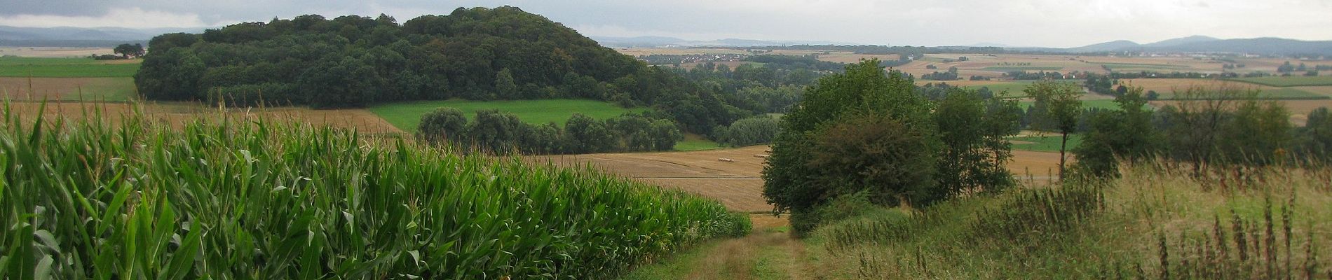 Tour Zu Fuß Niedenstein - Eco Pfad Kirchberg - B - Photo