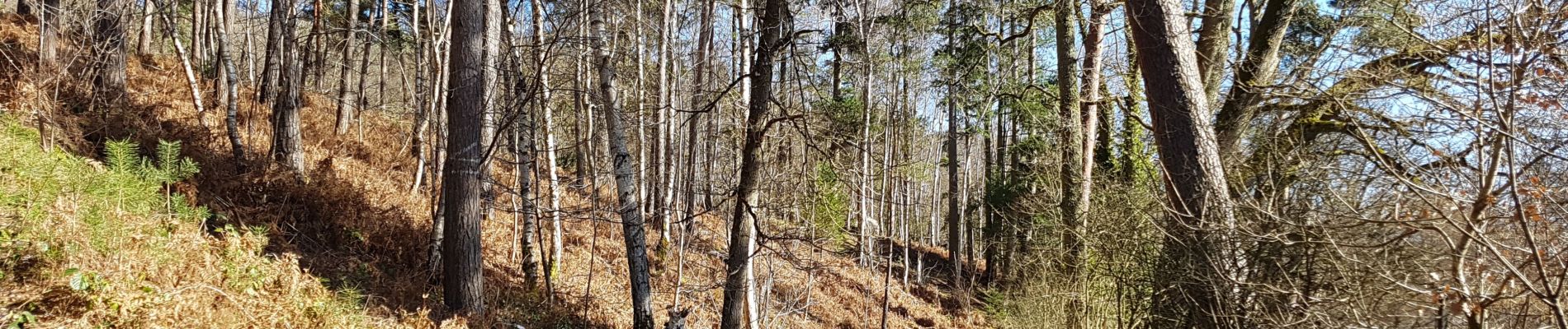 Trail Walking Auffargis - Yvelines_Vaux-de-Cernay_Ferme-des-Vallées_Abbaye_ND-des-Roses - Photo