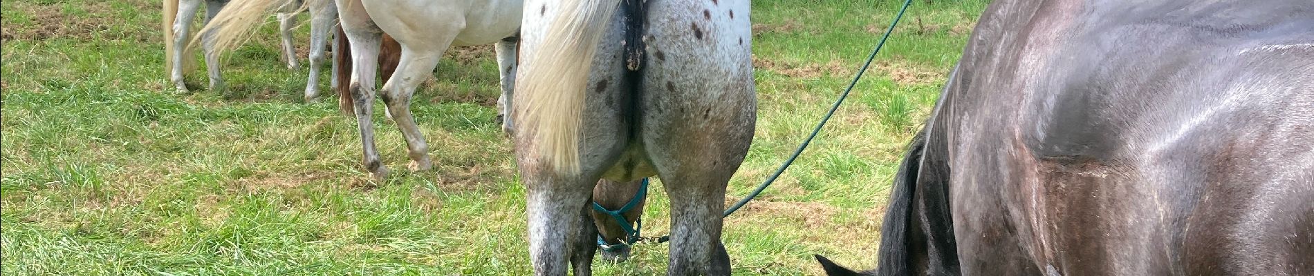 Trail Horseback riding Autigny-la-Tour - Anime ta campagne marche gourmande à Autigny la tour 25 aout 2024 - Photo