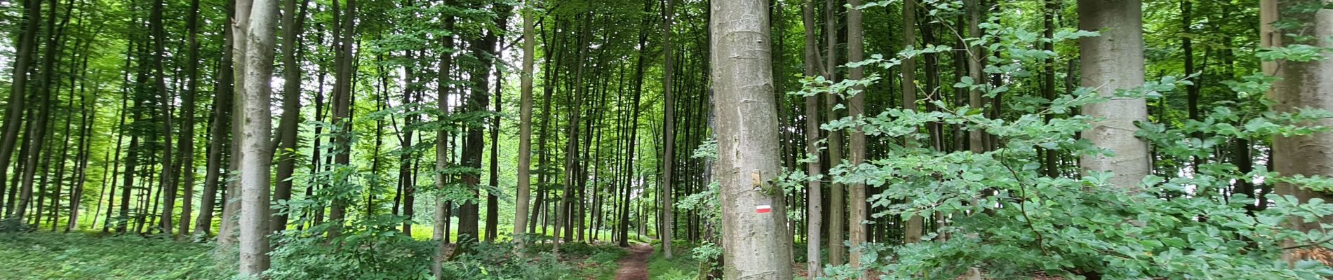 Trail Walking Braine-le-Comte - la Sablière du bois - Photo