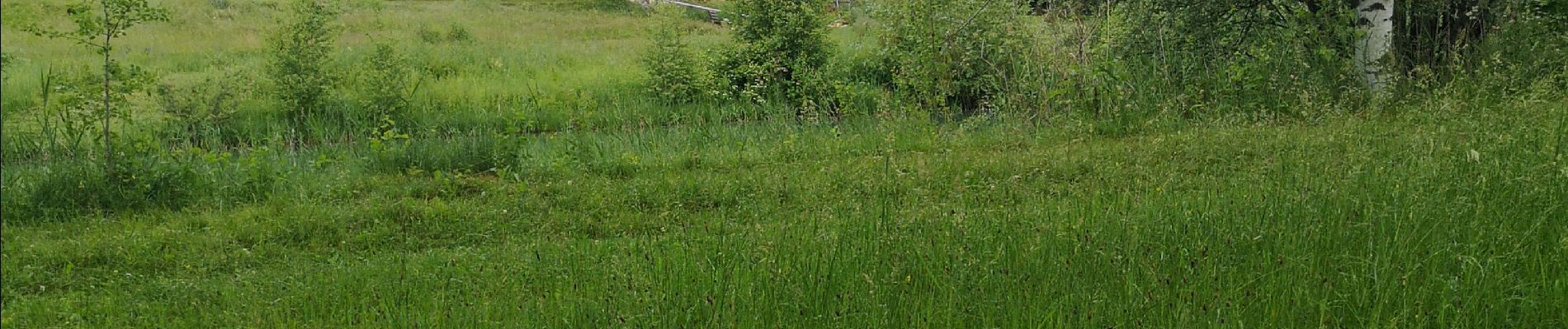 Tocht Noords wandelen Arbaz - Anzère  - Photo