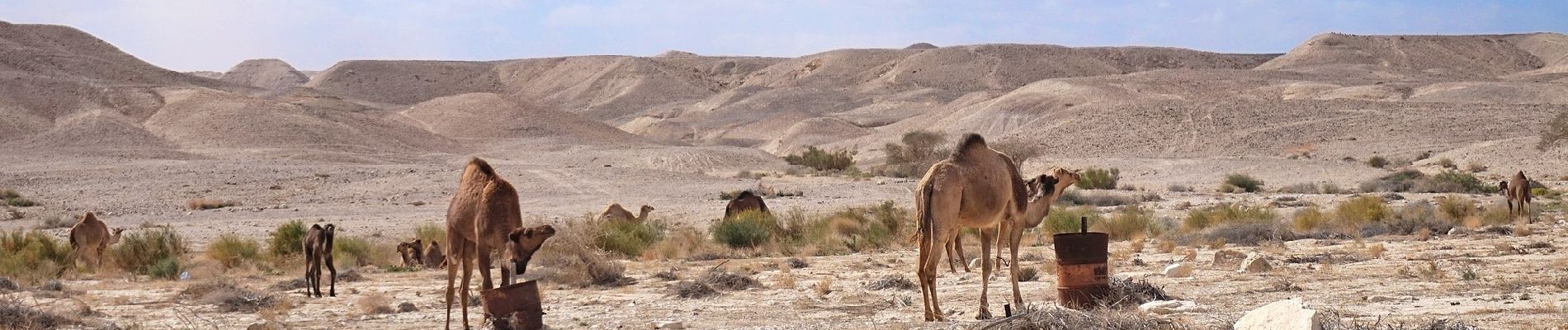 Randonnée A pied מועצה אזורית תמר - IL-14261 - Photo