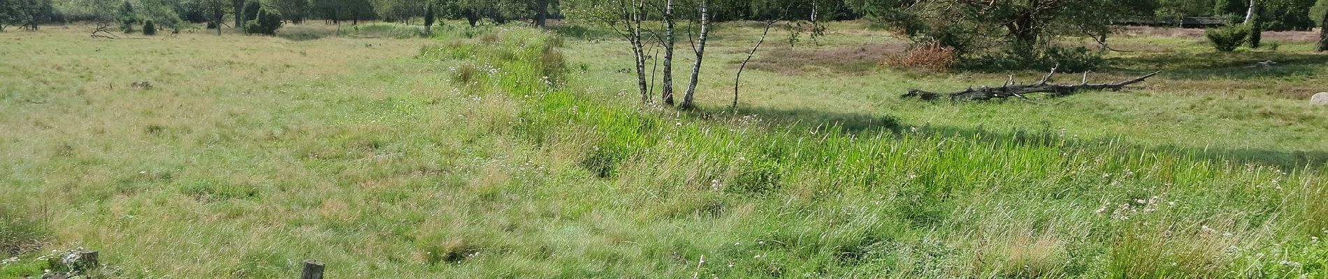 Tour Zu Fuß Bispingen - Rundwanderweg Oberhaverbeck O1 - Photo