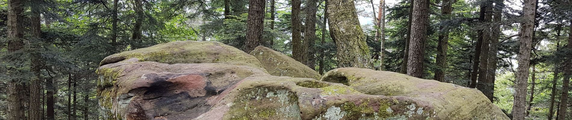 Tour Wandern Vexaincourt - Lac de la Maix - Photo