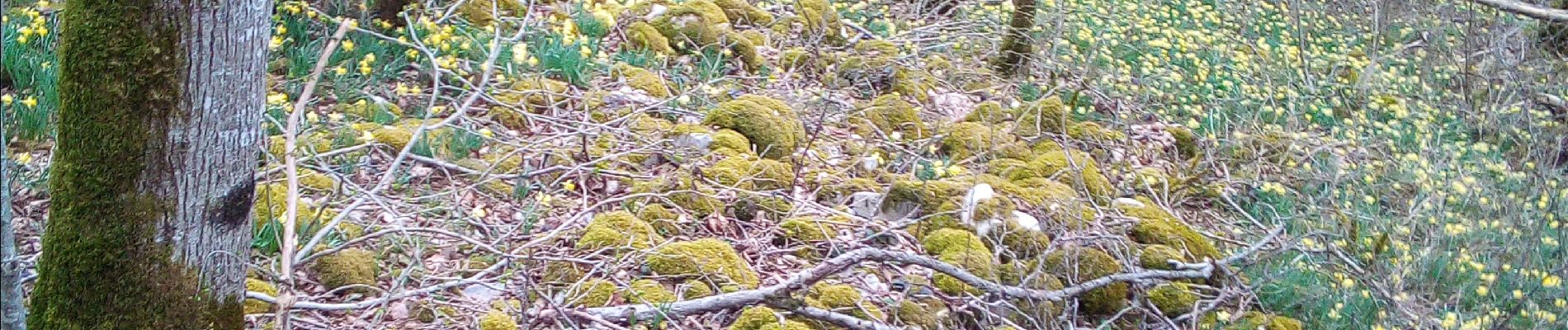 Tocht Stappen Besançon - forêt CHAILLUZ MARCHAUX - Photo