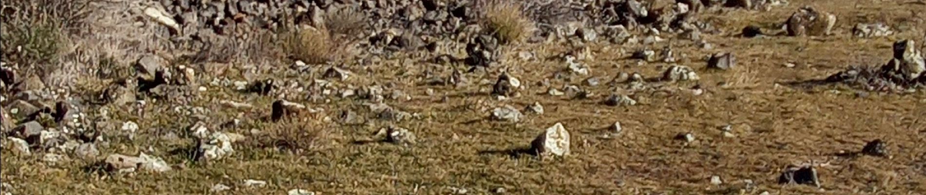 Randonnée Marche Alba-la-Romaine - rocher de Sceautres  - Photo