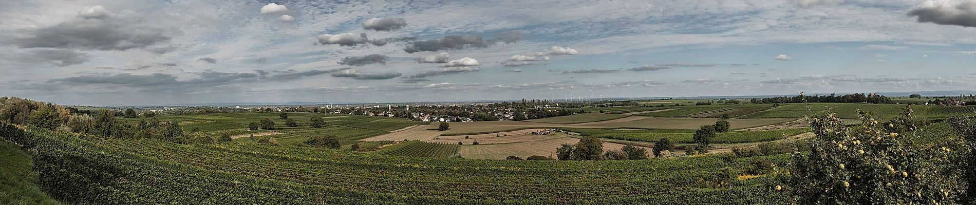 Tour Zu Fuß Unknown - Kelterweg Wollmesheim - Photo