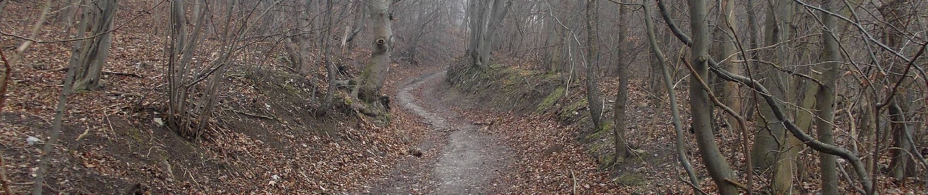 Randonnée A pied Naumburg (Saale) - Geiersberg&Galgenberg Wanderwegenetz - Photo