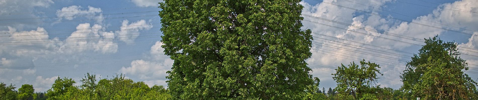 Randonnée A pied Gärtringen - Gärtringer Rundweg 1 - Photo