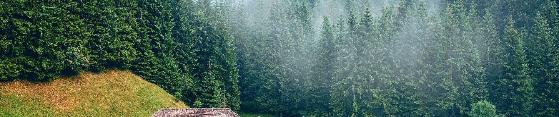 Excursión A pie Desconocido - Moieciu de Sus - Șaua Strunga - Cabana Padina - Photo