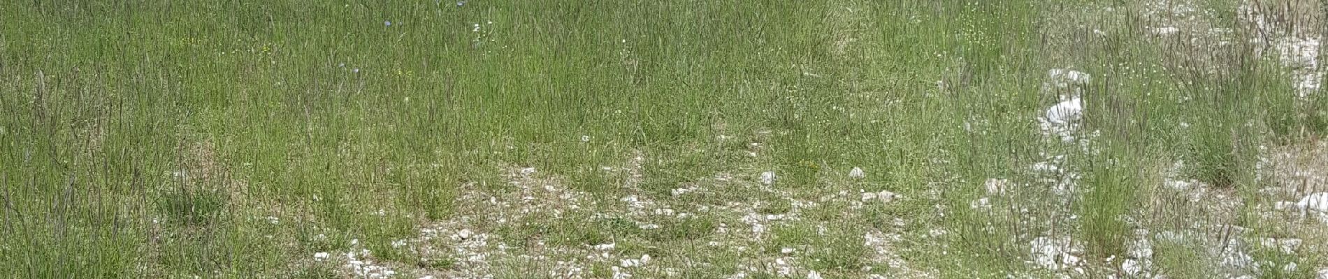 Tocht Trail Cucuron - Le Mourre Nègre - Sivergues au départ de Cucuron - Photo