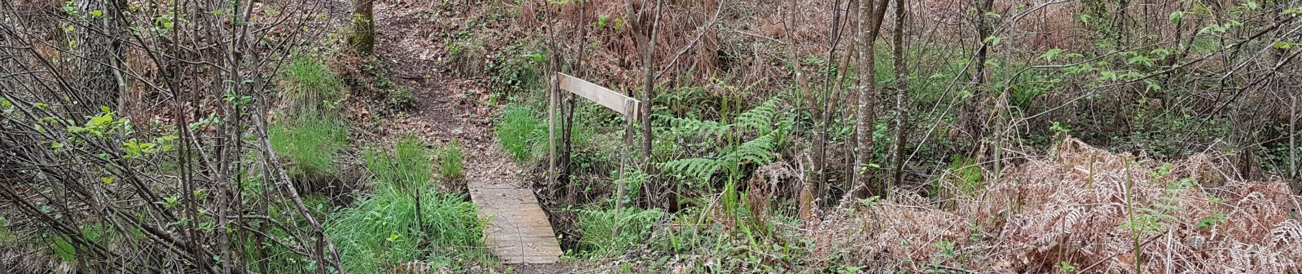 Trail Walking Rion-des-Landes - perrin, coq, le borde, bidaou, lamandit, sore - Photo