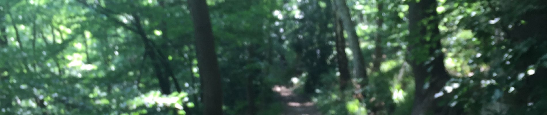 Randonnée Marche Olne - Forêt par la ligne de crête  - Photo