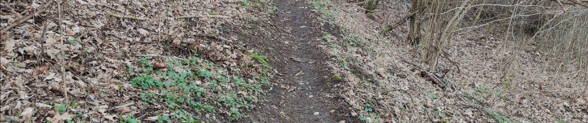 Excursión Senderismo Anhée - Warnant - Haut le wastia, jonquilles - Photo