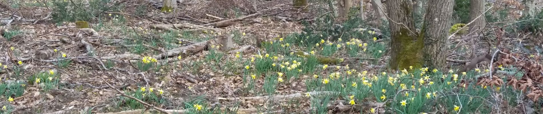 Tocht Stappen Fontainebleau - parcours des jonquilles - Photo