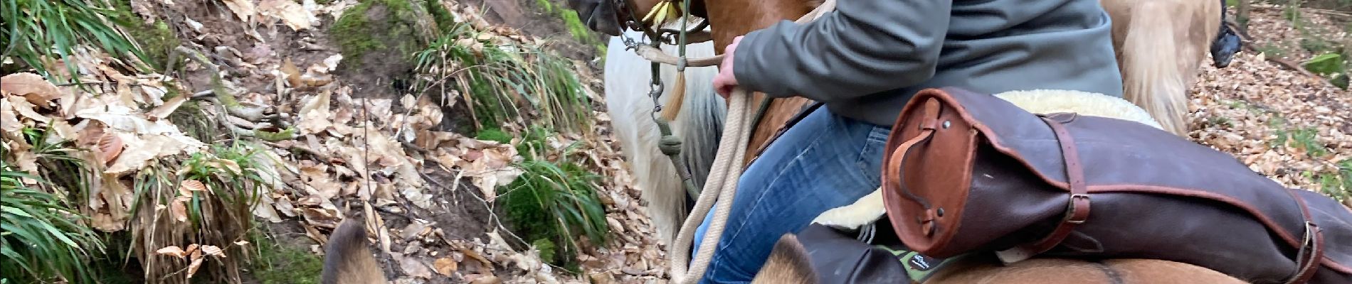 Excursión Paseo ecuestre Gresswiller - Cva 18 février 24 Tivio  - Photo