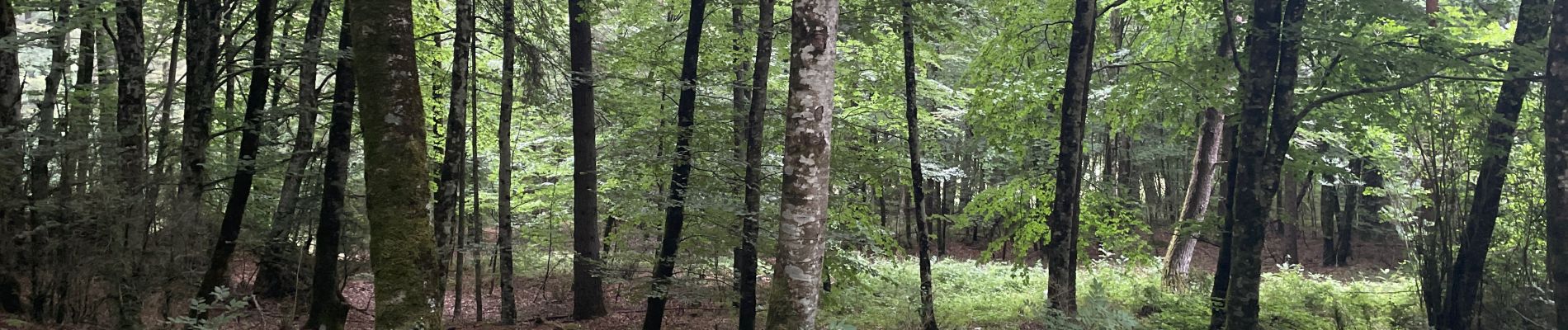 Percorso Marcia Lauroux - Le cirque de L’abeille la forêt de l’Escandorgues - Photo