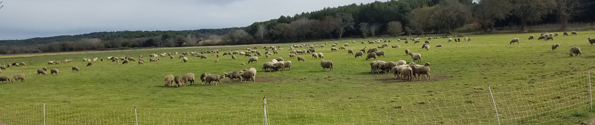 Tour Wandern Lambesc - moulins-st esteve - Photo