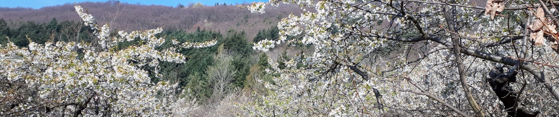 Tocht Stappen Saint-Appolinard - autour st appo - Photo