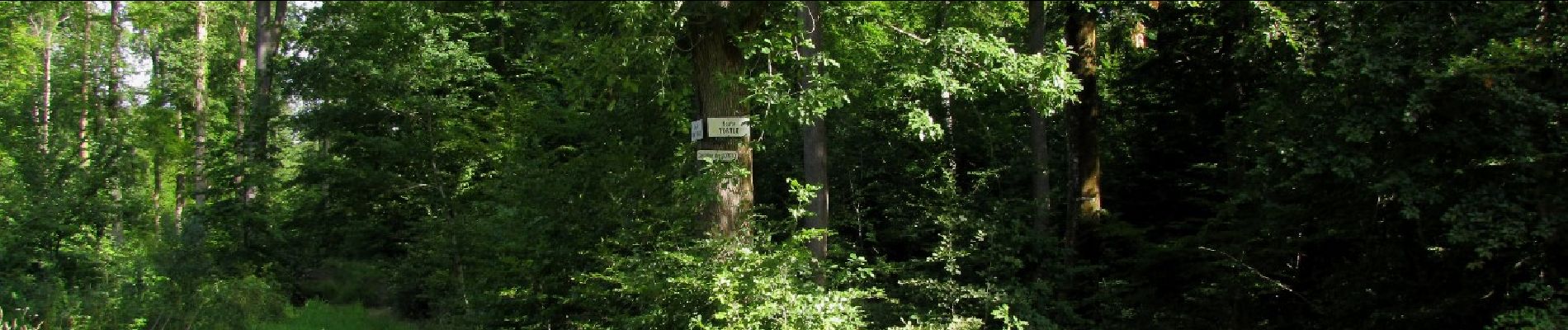 Randonnée Marche Dampleux - en forêt de Retz_82_sur les Routes de la Bruyère aux Loups et de la Chrétiennette - Photo
