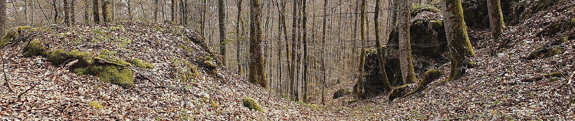 Percorso A piedi Gomadingen - Hohenzollernweg - Alternative Killer - und weiter - Photo