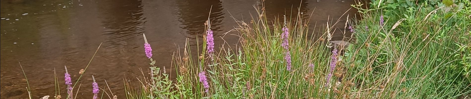 Randonnée Marche Ladignac-le-Long - Ladignac le long les deux forêts  - Photo