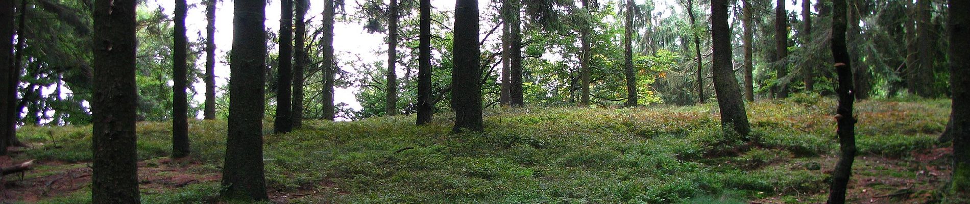 Percorso A piedi Willebadessen - Rundwanderweg Borlinghausen A1 (Willebadessen: Schloss Borlinghausen) - Photo