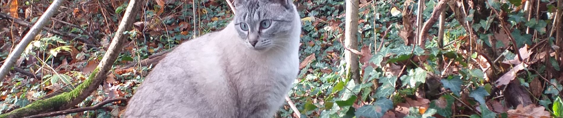 Percorso Marcia Livron - Livron confiné à la vitesse du chat... - Photo