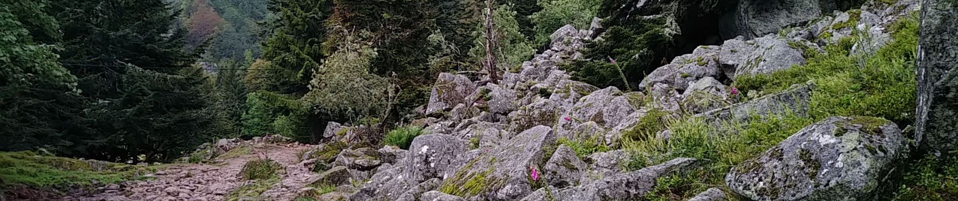 Randonnée Marche Orbey - Les deux lacs - Photo