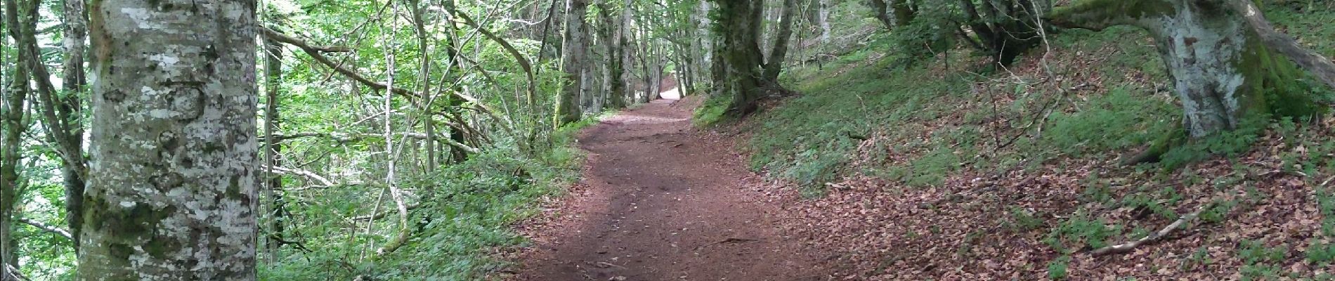 Trail Walking Orcines - Ballade au Puy de Cōme - Photo