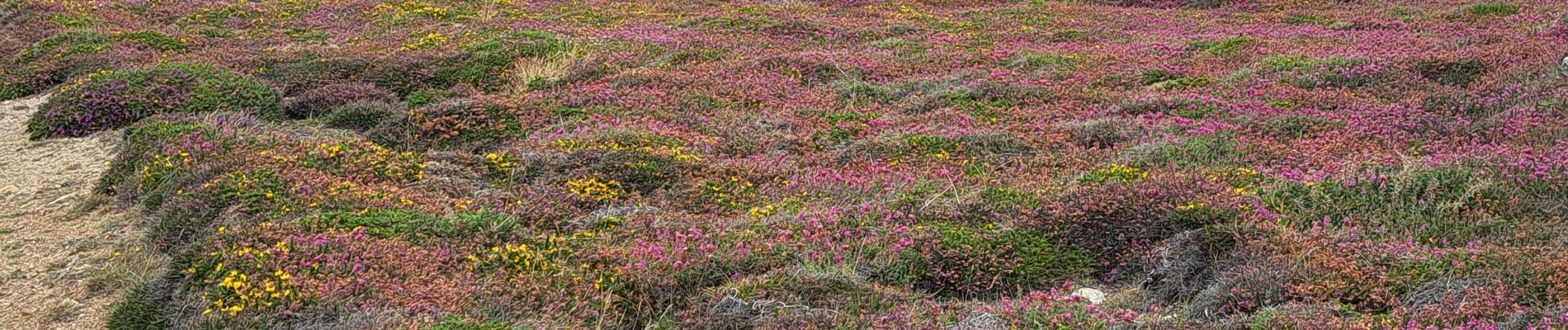 Tocht Stappen Camaret-sur-Mer - T-St-Julien - Photo