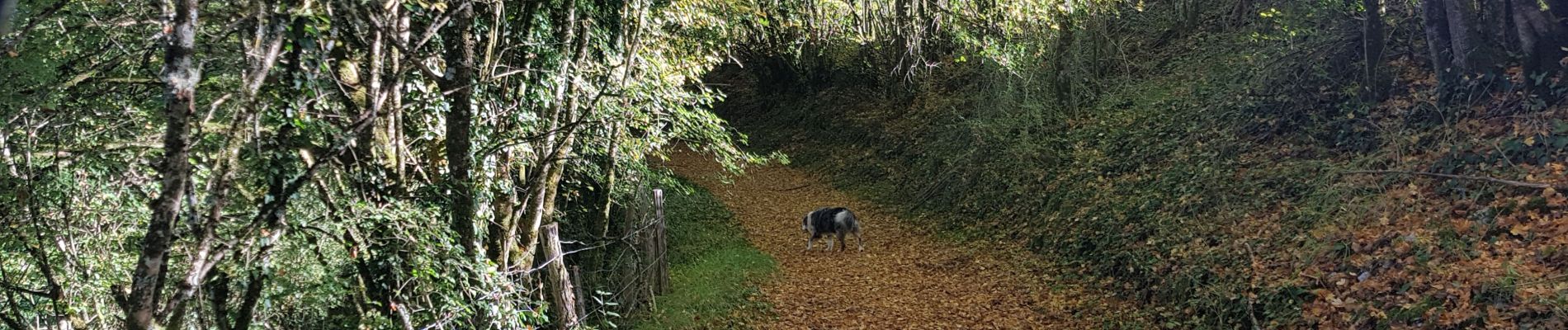 Trail Walking Martel - Grand  lac  - Photo